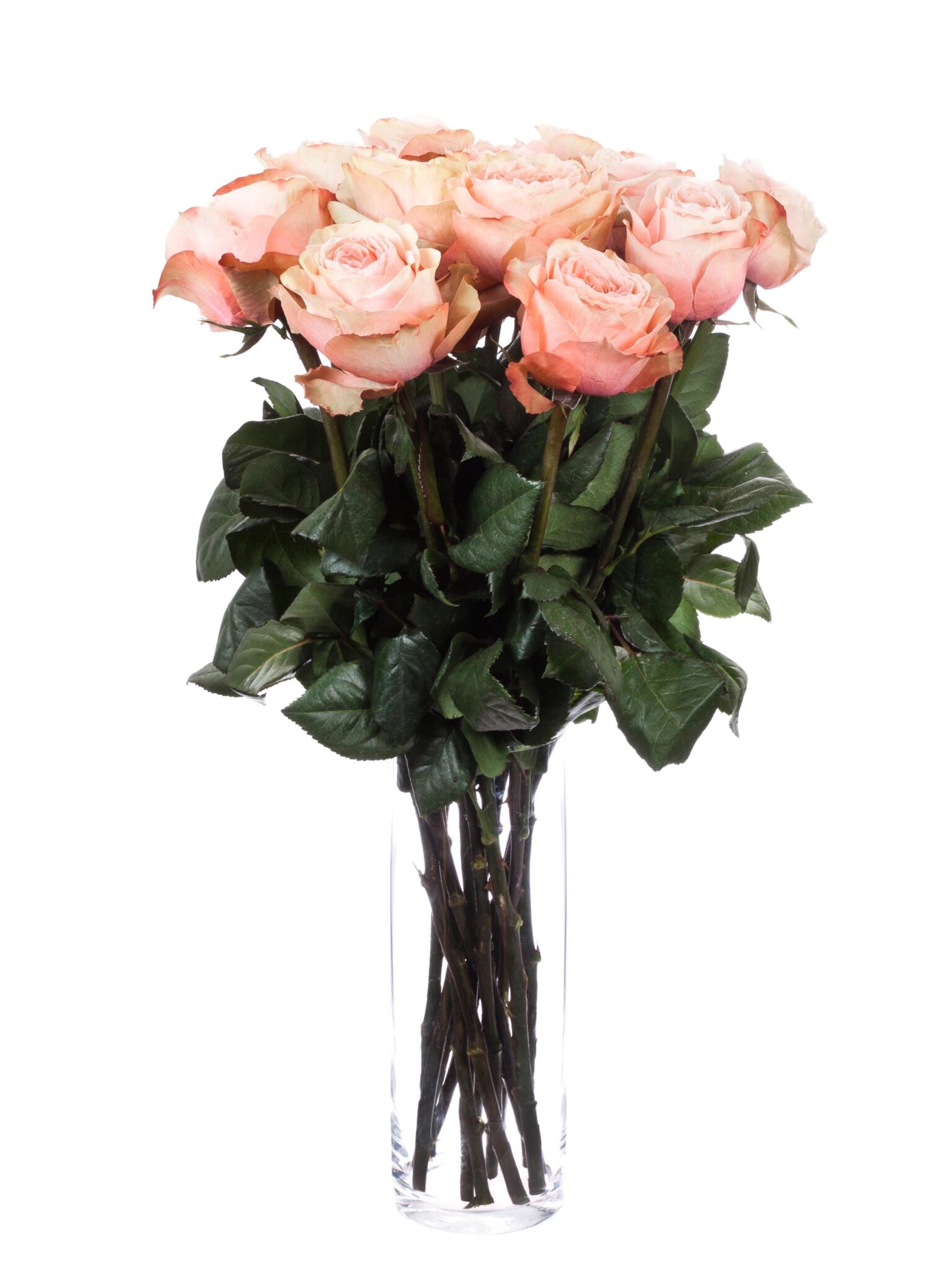 Rose Alt 10 Stiele XL Rosen „Kahala“ creme-alt rosé – BlumigoMoments